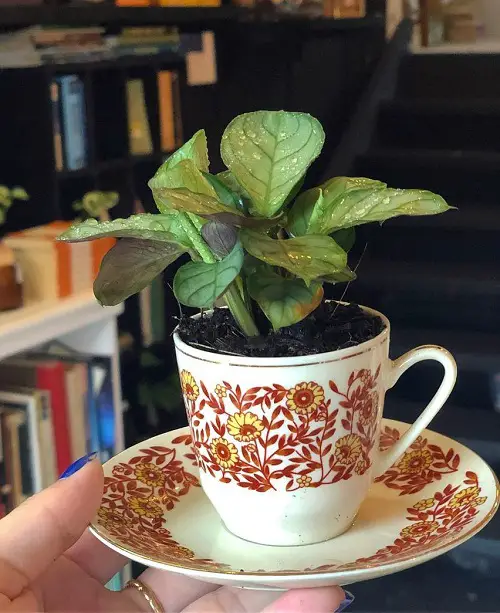 Indoor Plants in Cute Teacup Ideas 2