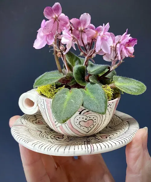 Indoor Plants in Cute Teacup Ideas 3