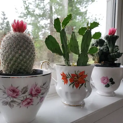 Indoor Plants in Cute Teacup Ideas 5