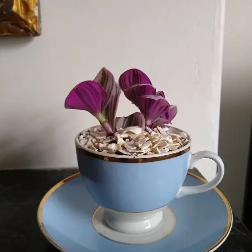 Indoor plants in Teacups 1
