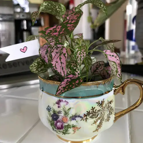 Indoor plants in Teacups 2