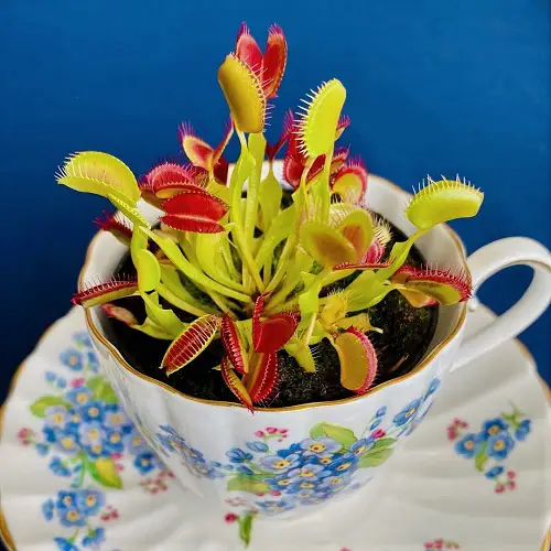 Indoor plants in Teacups 3