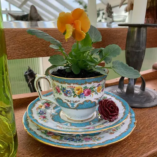 Indoor plants in Teacups 4