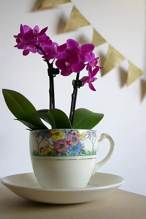 Indoor plants in Teacups 5