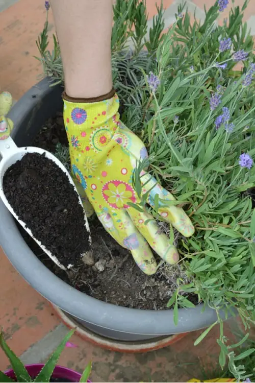 Most Overlooked Reasons Why a Lavender Dies 3