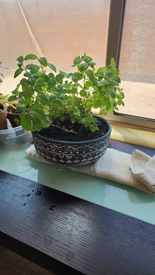 lovely Herbs To Plant For Christmas