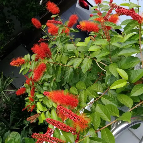 Monkey Brush vine indoors
