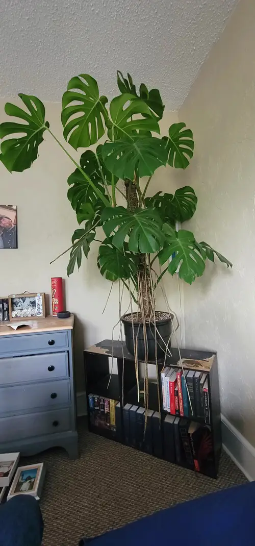 What To Do With Monstera Aerial Roots