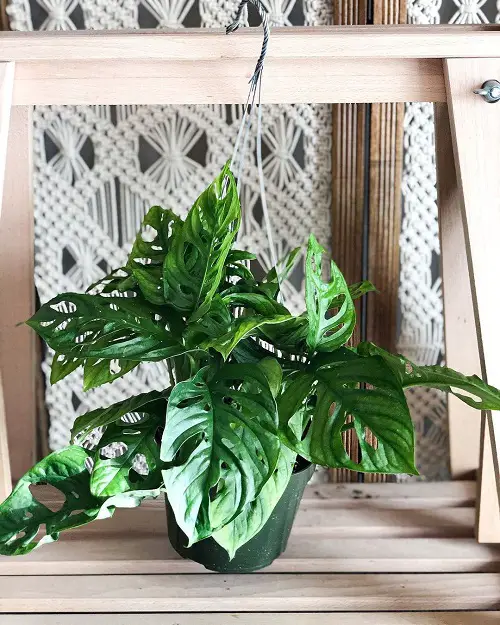 Growing Monstera in Hanging Baskets 3