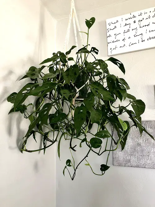 Growing Monstera in Hanging Baskets 2