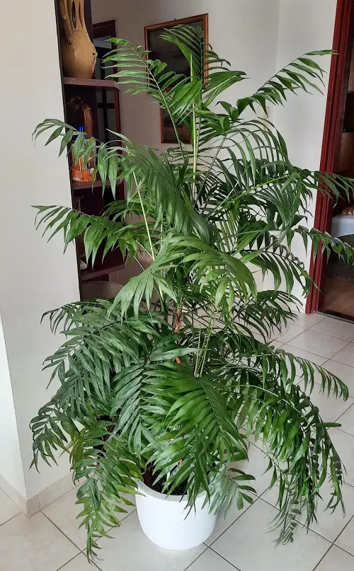 Parlor palm plant in pot
