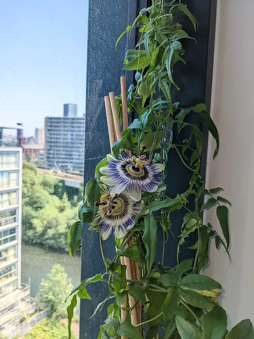 Indoor Plants From the Amazon Jungle 1