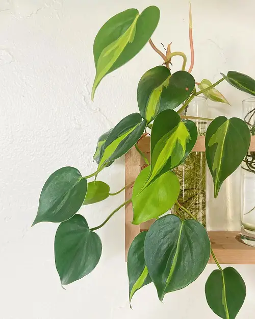 Philodendron in water