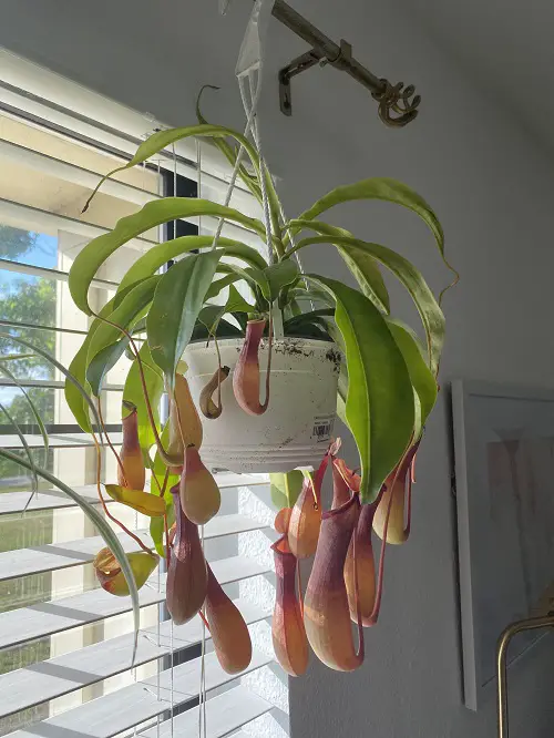 Pitcher Plant in pot