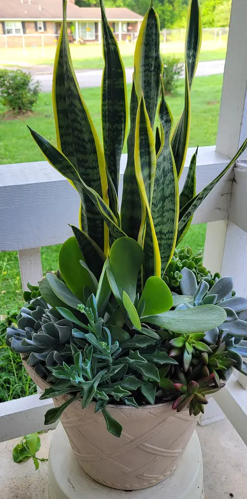 Plants that grow well with snake plant 2
