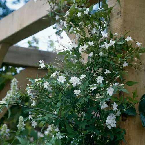 Best Frost Tolerant Jasmine Varieties 2