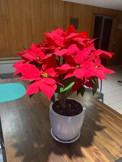 Impressive Red Indoor Plants 2
