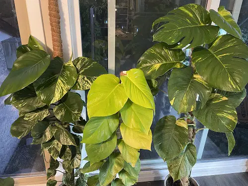 propagating giant pothos plant