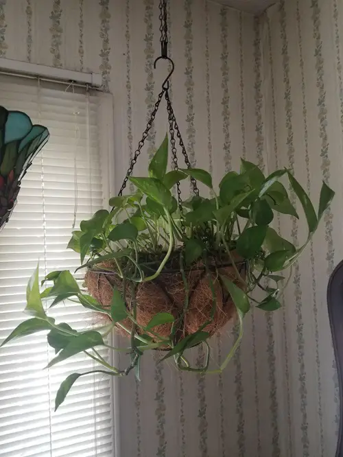 Houseplants That Can Only Exist in Total Darkness