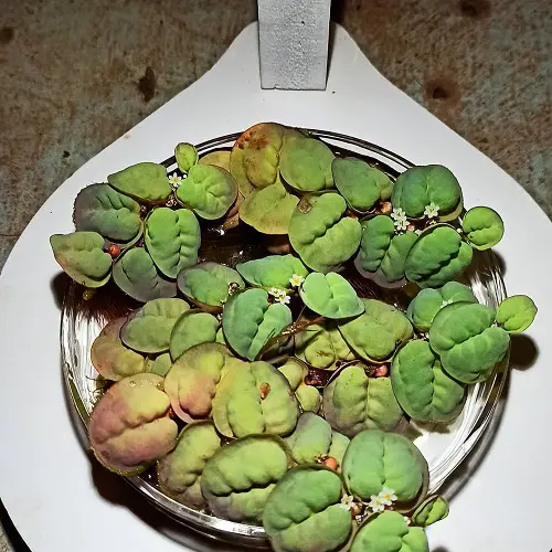 Red Root Floaters in water bowl indoors