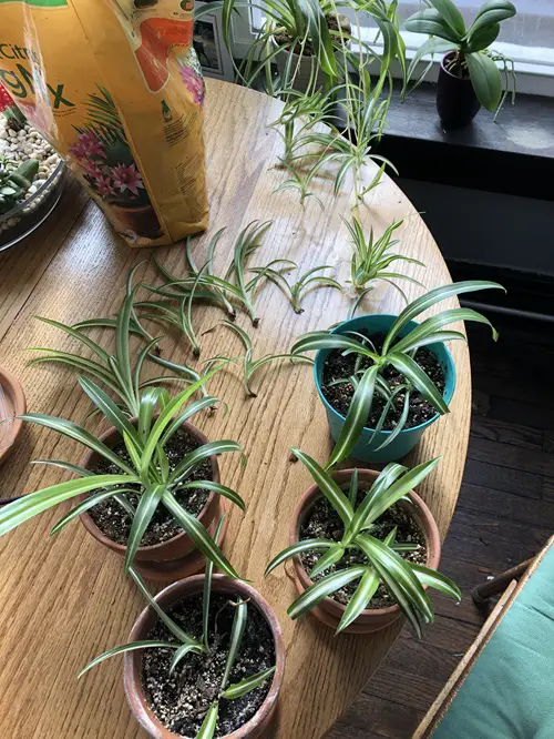 propagating spider plant pups