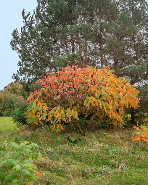 best Shrubs that Attract Birds all Winter Long