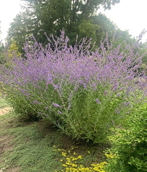 Plants you should Never Mulch in the Winter 2