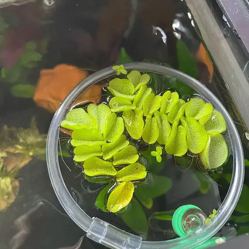 Salvinia molesta in water bowl
