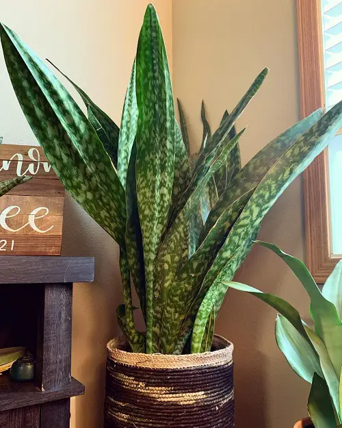 Most Colorful Snake Plant Varieties 2