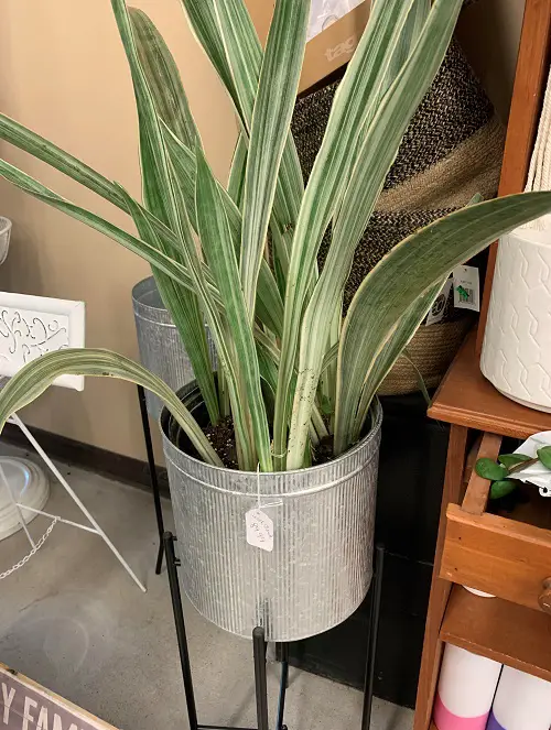 Sansevieria ‘Bantel’s sensation’ in pot