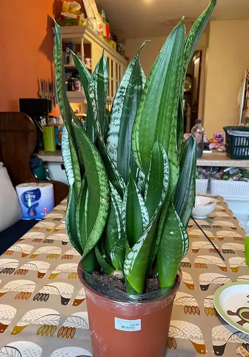 Sansevieria 'Silver Flame' in pot