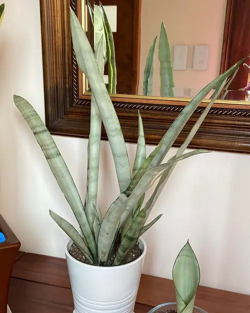Sansevieria 'Silver Queen' in pot
