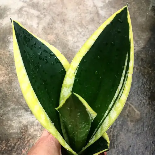 List of colorful snake plant varieties 2