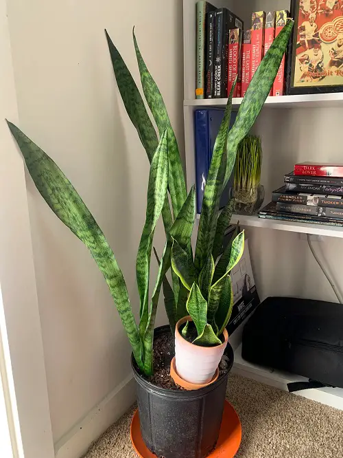 snake plant Dividing the Plant