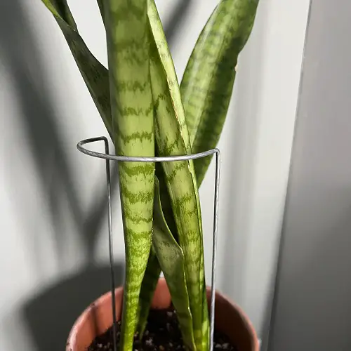 Decorative Plant Cage