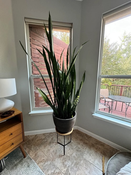 snake plant indoor