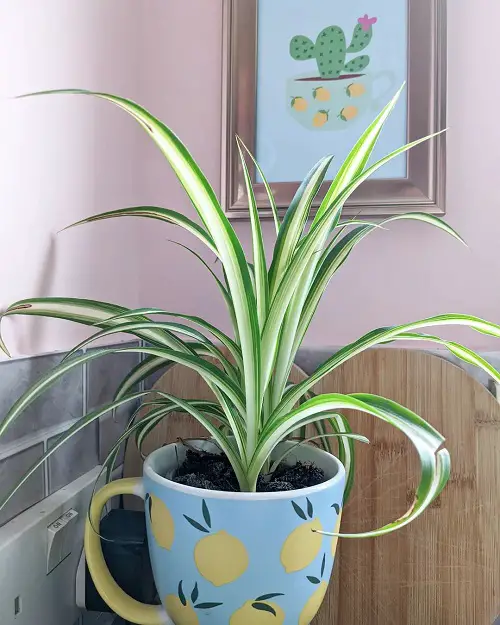 growing spider plant in teacup
