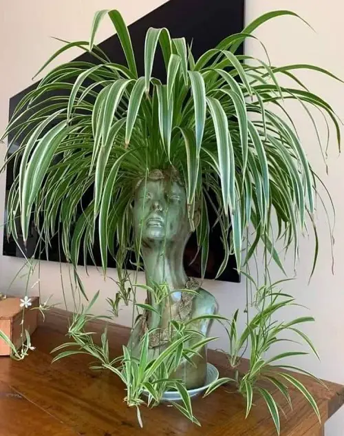 spider plant display ideas for home