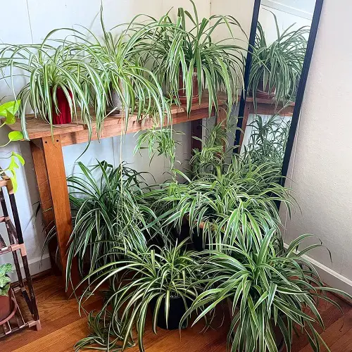 spider plant display ideas for home 2