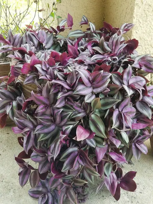 Tradescantia zebrina 'Violet Hill' in pot