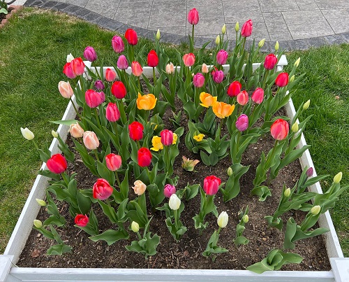 tulip flowers in garden