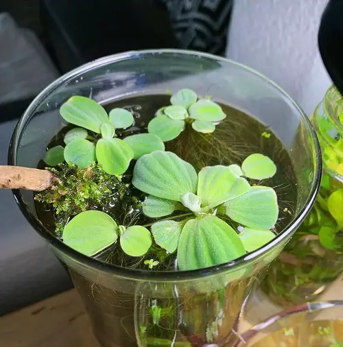Floating Plants to Grow Indoors in Bowls and Containers 4