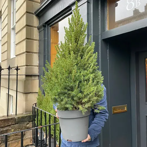 Where to Grow Dwarf Alberta Spruce