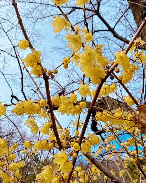wintersweet shrub in garden