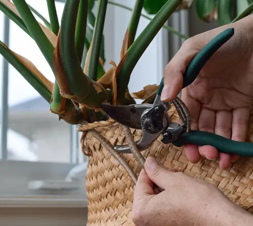 What To Do With Monstera Aeriel Roots Keep Them
