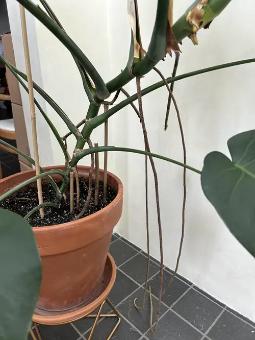 What Are Monstera Aerial Roots