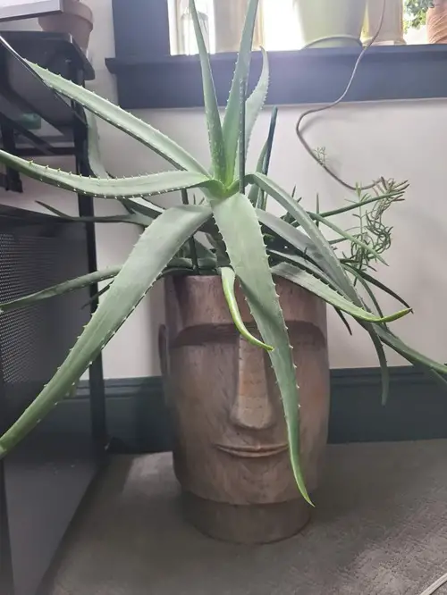 beautiful Indoor Plants that Look Beautiful in Head Planters