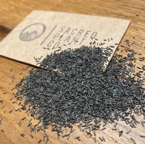 collecting black eyed susan seeds