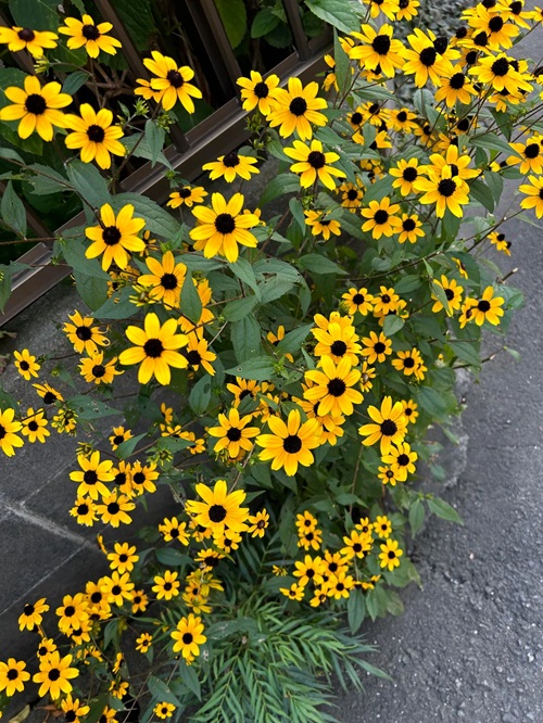 What to Do With Black Eyed Susans After They Flower
