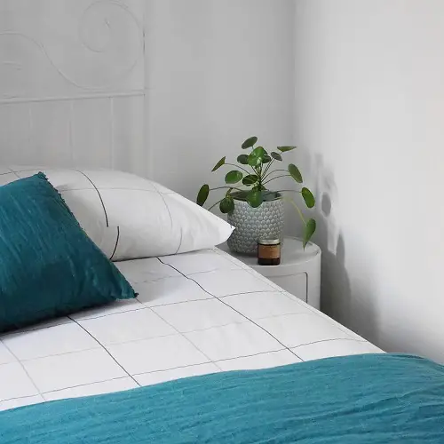 Chinese Money Plant in Home 17